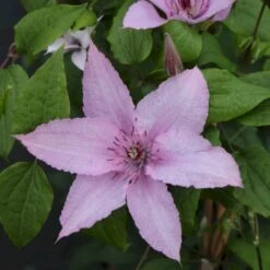 Klematis 'Hagley Hybrid' Clematis Hybrid 'Hagley Hybrid' Potte 2,0 Liter,- Opbundet
