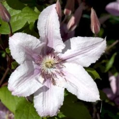 Klematis 'Hagley Hybrid' Clematis Hybrid 'Hagley Hybrid' Potte 2,0 Liter,- Opbundet -Osmo Salgsbutik p2963 48576 clematis hybrid hagley hybrid 35a4