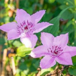 Klematis 'Hagley Hybrid' Clematis Hybrid 'Hagley Hybrid' Potte 2,0 Liter,- Opbundet -Osmo Salgsbutik p2963 50567 clematis hybrid hagley hybrid e433