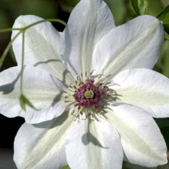 Klematis 'Miss Bateman' Clematis Hybrid 'Miss Bateman' Potte 2,0 Liter,- Opbundet -Osmo Salgsbutik p2964 48587 clematis hybrid miss bateman f5e0