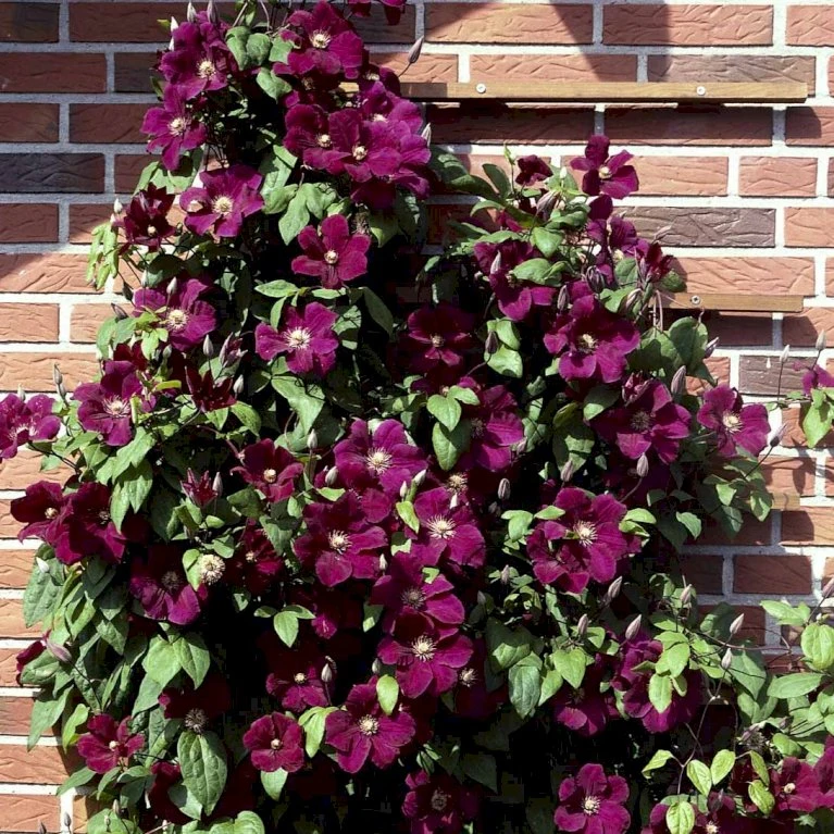 Klematis 'Rouge Cardinal' Clematis Hybrid 'Rouge Cardinal' Potte 2,0 Liter,- Opbundet 60-100 Cm 1 Klematis 'Rouge Cardinal' Clematis Hybrid 'Rouge Cardinal' Potte 2,0 Liter,- Opbundet 60-100 Cm