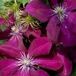 Klematis 'Rouge Cardinal' Clematis Hybrid 'Rouge Cardinal' Potte 2,0 Liter,- Opbundet 60-100 Cm 11 Klematis 'Rouge Cardinal' Clematis Hybrid 'Rouge Cardinal' Potte 2,0 Liter,- Opbundet 60-100 Cm -Osmo Salgsbutik p2965 48607 clematis hybrid rouge cardinal ff13