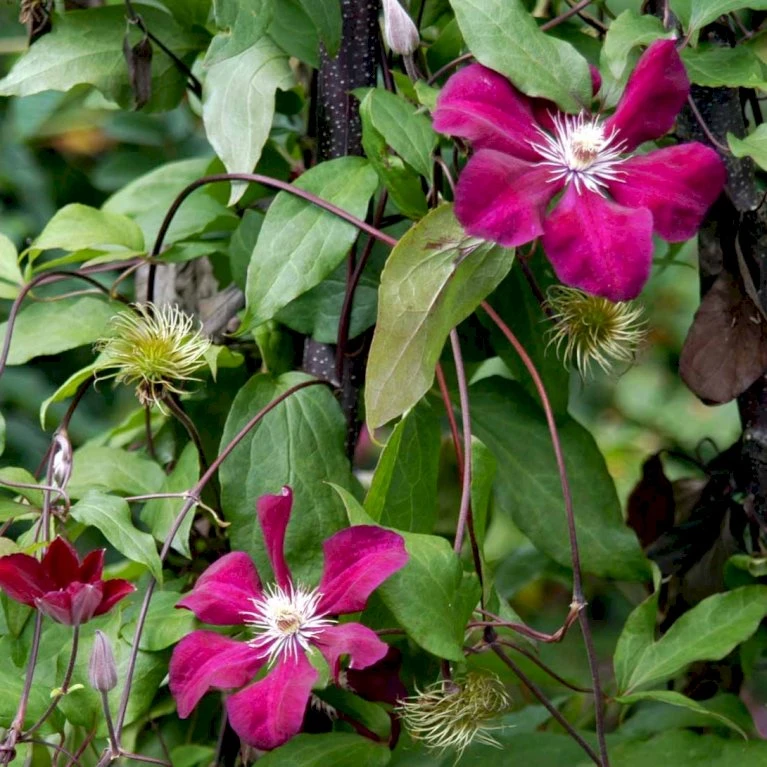 Klematis 'Rouge Cardinal' Clematis Hybrid 'Rouge Cardinal' Potte 2,0 Liter,- Opbundet 60-100 Cm 4 Klematis 'Rouge Cardinal' Clematis Hybrid 'Rouge Cardinal' Potte 2,0 Liter,- Opbundet 60-100 Cm - Billede 4