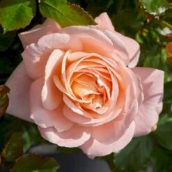 'Kalmar'™ Rosa X 'Kalmar'™ (Slotsrose) A-Kvalitet,- Barrods Roser Min. 3 Grene -Osmo Salgsbutik p296 51807 rosa x kalmar slotsrose 82c5