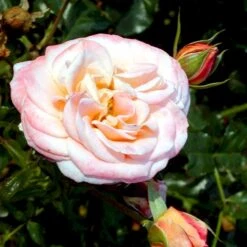 'Kalmar'™ Rosa X 'Kalmar'™ (Slotsrose) A-Kvalitet,- Barrods Roser Min. 3 Grene -Osmo Salgsbutik p296 51809 rosa x kalmar slotsrose ca66
