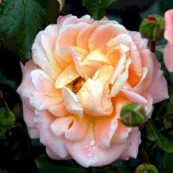 'Kalmar'™ Rosa X 'Kalmar'™ (Slotsrose) A-Kvalitet,- Barrods Roser Min. 3 Grene -Osmo Salgsbutik p296 51810 rosa x kalmar slotsrose 049d