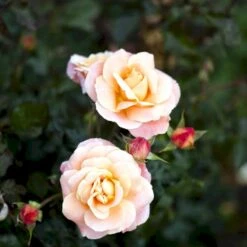 'Kalmar'™ Rosa X 'Kalmar'™ (Slotsrose) A-Kvalitet,- Barrods Roser Min. 3 Grene -Osmo Salgsbutik p296 51811 rosa x kalmar slotsrose 958b