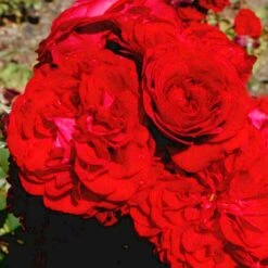 'Kronborg'™ Rosa X 'Kronborg'™ (Slotsrose) A-Kvalitet,- Barrods Roser Min. 3 Grene -Osmo Salgsbutik p297 51813 rosa x kronborg slotsrose 8f86