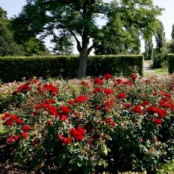 'Kronborg'™ Rosa X 'Kronborg'™ (Slotsrose) A-Kvalitet,- Barrods Roser Min. 3 Grene -Osmo Salgsbutik p297 51814 rosa x kronborg slotsrose 9728