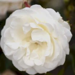 'La Paloma 85'® Rosa X 'La Paloma 85'® (Buketrose) A-Kvalitet,- Barrods Roser Min. 3 Grene -Osmo Salgsbutik p298 51587 rosa x la paloma 85 buketrose 570a