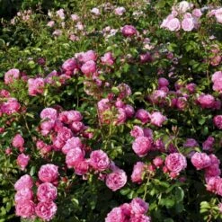 'Leonardo Da Vinci'® Rosa X 'Leonardo Da Vinci'® (Buketrose) A-Kvalitet,- Barrods Roser Min. 3 Grene