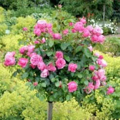 'Leonardo Da Vinci'® Rosa X 'Leonardo Da Vinci'® (Buketrose) A-Kvalitet,- Barrods Roser Min. 3 Grene -Osmo Salgsbutik p301 51597 rosa x leonardo da vinci buketrose 3a0c