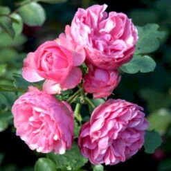 'Leonardo Da Vinci'® Rosa X 'Leonardo Da Vinci'® (Buketrose) A-Kvalitet,- Barrods Roser Min. 3 Grene -Osmo Salgsbutik p301 51599 rosa x leonardo da vinci buketrose 8ce6
