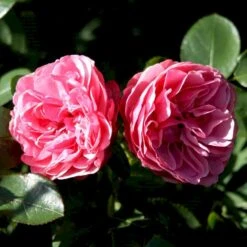 'Leonardo Da Vinci'® Rosa X 'Leonardo Da Vinci'® (Buketrose) A-Kvalitet,- Barrods Roser Min. 3 Grene -Osmo Salgsbutik p301 51600 rosa x leonardo da vinci buketrose d21d