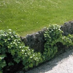 Storbladet Efeu Hedera Hibernica Opbundet Til 150 Cm.,- 3 Liter Potte -Osmo Salgsbutik p3021 48702 hedera hibernica c720