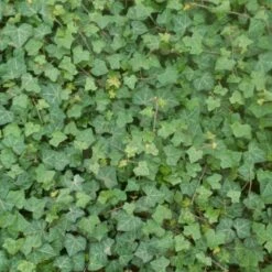 Storbladet Efeu Hedera Hibernica Opbundet Til 150 Cm.,- 3 Liter Potte -Osmo Salgsbutik p3021 50592 hedera hibernica f39b