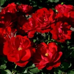 'Lilli Marleen'® Rosa X 'Lilli Marleen'® (Buketrose) A-Kvalitet,- Barrods Roser Min. 3 Grene -Osmo Salgsbutik p302 53604 rosa x lilli marleen buketrose f57d