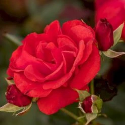 'Montana'® Rosa X 'Montana'® (Buketrose) A-Kvalitet,- Barrods Roser Min. 3 Grene 6 'Montana'® Rosa X 'Montana'® (Buketrose) A-Kvalitet,- Barrods Roser Min. 3 Grene -Osmo Salgsbutik p307 54028 rosa x montana buketrose 1fba