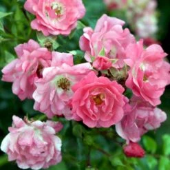 'Heidetraum' Rosa X 'Heidetraum' (Bunddækkerose) A-Kvalitet,- Barrods Roser Min. 3 Grene -Osmo Salgsbutik p3086 51528 rosa x heidetraum bunddaekkerose cd2c