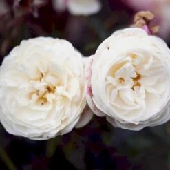 'Artemis'® Rosa X 'Artemis'® (Storblomstrende) A-Kvalitet,- Barrods Roser Min. 3 Grene -Osmo Salgsbutik p30886 52307 rosa x artemis storblomstrende e0c8