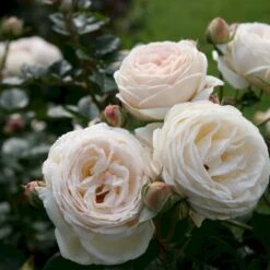'Artemis'® Rosa X 'Artemis'® (Storblomstrende) A-Kvalitet,- Barrods Roser Min. 3 Grene -Osmo Salgsbutik p30886 54015 rosa x artemis storblomstrende c018