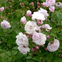 'Blush Noisette' Rosa X 'Blush Noisette' (Buskrose) A-Kvalitet,- Barrods Roser Min. 3 Grene