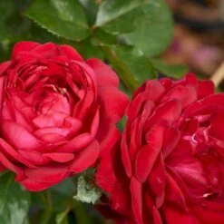 'Capricia™ Renaissance'® Rosa X 'Capricia™ Renaissance'® (Renaissancerose) A-Kvalitet,- Barrods Roser Min. 3 Grene -Osmo Salgsbutik p30909 52126 rosa x capricia renaissance renaissancerose f78e