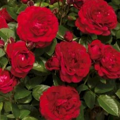 'Capricia™ Renaissance'® Rosa X 'Capricia™ Renaissance'® (Renaissancerose) A-Kvalitet,- Barrods Roser Min. 3 Grene -Osmo Salgsbutik p30909 52127 rosa x capricia renaissance renaissancerose 1d50