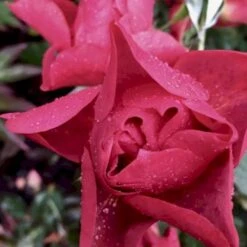 'Cinco De Mayo' Rosa X 'Cinco De Mayo' (Buketrose) A-Kvalitet,- Barrods Roser Min. 3 Grene -Osmo Salgsbutik p30915 51460 rosa cinco de mayo buketrose ec12