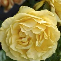 'Julia Child' Rosa X 'Julia Child' (Buketrose) A-Kvalitet,- Barrods Roser Min. 3 Grene