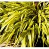Japansk Skovgræs 'Aureola' Hakonechloa Macra 'Aureola' 1 Liter Potte