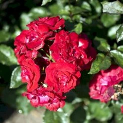 'Nina Weibull' Rosa X 'Nina Weibull' (Buketrose) A-Kvalitet,- Barrods Roser Min. 3 Grene -Osmo Salgsbutik p309 51636 rosa x nina weibull buketrose bac7