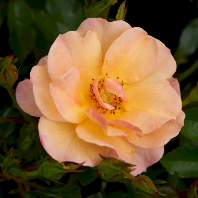 'Linnaeus'™ Rosa X 'Linnaeus'™ (Bunddækkerose) A-Kvalitet,- Barrods Roser Min. 3 Grene 1 'Linnaeus'™ Rosa X 'Linnaeus'™ (Bunddækkerose) A-Kvalitet,- Barrods Roser Min. 3 Grene