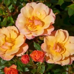 'Linnaeus'™ Rosa X 'Linnaeus'™ (Bunddækkerose) A-Kvalitet,- Barrods Roser Min. 3 Grene 16 'Linnaeus'™ Rosa X 'Linnaeus'™ (Bunddækkerose) A-Kvalitet,- Barrods Roser Min. 3 Grene -Osmo Salgsbutik p31002 52079 rosa x linnaeus bunddaekkerose 32db