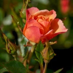 'Linnaeus'™ Rosa X 'Linnaeus'™ (Bunddækkerose) A-Kvalitet,- Barrods Roser Min. 3 Grene 17 'Linnaeus'™ Rosa X 'Linnaeus'™ (Bunddækkerose) A-Kvalitet,- Barrods Roser Min. 3 Grene -Osmo Salgsbutik p31002 52080 rosa x linnaeus bunddaekkerose 52bd