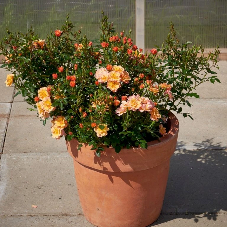 'Linnaeus'™ Rosa X 'Linnaeus'™ (Bunddækkerose) A-Kvalitet,- Barrods Roser Min. 3 Grene 5 'Linnaeus'™ Rosa X 'Linnaeus'™ (Bunddækkerose) A-Kvalitet,- Barrods Roser Min. 3 Grene - Billede 5