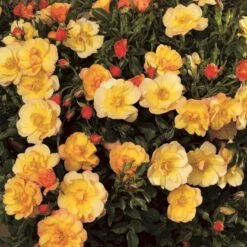 'Linnaeus'™ Rosa X 'Linnaeus'™ (Bunddækkerose) A-Kvalitet,- Barrods Roser Min. 3 Grene 19 'Linnaeus'™ Rosa X 'Linnaeus'™ (Bunddækkerose) A-Kvalitet,- Barrods Roser Min. 3 Grene -Osmo Salgsbutik p31002 52082 rosa x linnaeus bunddaekkerose fa0e