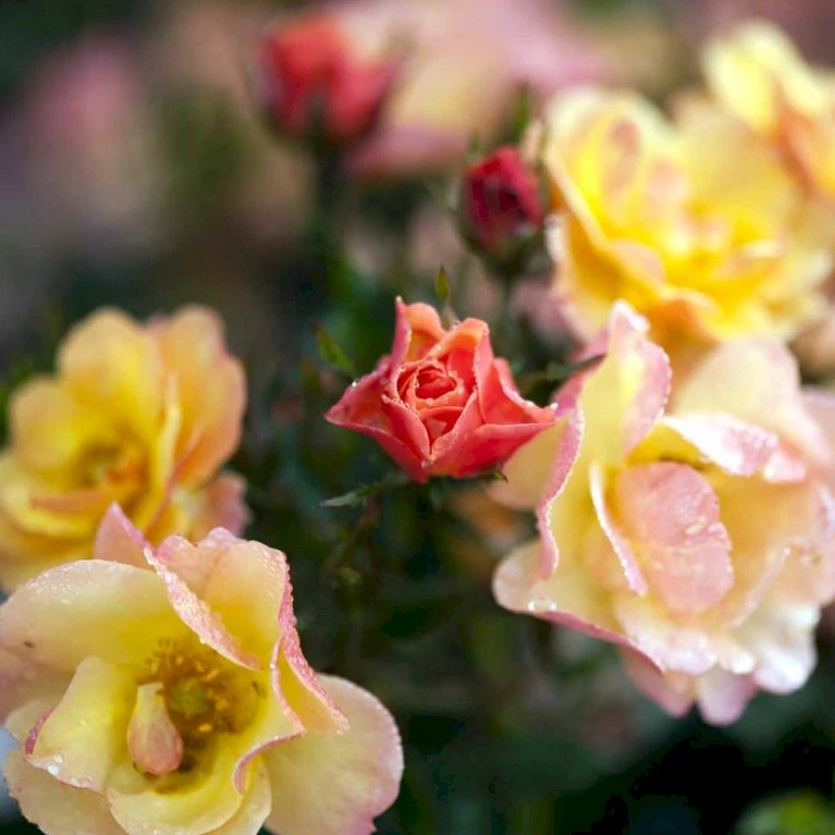 'Linnaeus'™ Rosa X 'Linnaeus'™ (Bunddækkerose) A-Kvalitet,- Barrods Roser Min. 3 Grene 7 'Linnaeus'™ Rosa X 'Linnaeus'™ (Bunddækkerose) A-Kvalitet,- Barrods Roser Min. 3 Grene - Billede 7