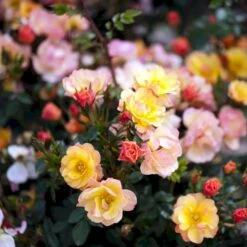 'Linnaeus'™ Rosa X 'Linnaeus'™ (Bunddækkerose) A-Kvalitet,- Barrods Roser Min. 3 Grene 21 'Linnaeus'™ Rosa X 'Linnaeus'™ (Bunddækkerose) A-Kvalitet,- Barrods Roser Min. 3 Grene -Osmo Salgsbutik p31002 52084 rosa x linnaeus bunddaekkerose a28a