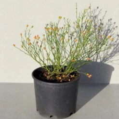 'Linnaeus'™ Rosa X 'Linnaeus'™ (Bunddækkerose) A-Kvalitet,- Barrods Roser Min. 3 Grene 23 'Linnaeus'™ Rosa X 'Linnaeus'™ (Bunddækkerose) A-Kvalitet,- Barrods Roser Min. 3 Grene -Osmo Salgsbutik p31002 52086 rosa x linnaeus bunddaekkerose 20bc