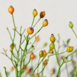 'Linnaeus'™ Rosa X 'Linnaeus'™ (Bunddækkerose) A-Kvalitet,- Barrods Roser Min. 3 Grene 24 'Linnaeus'™ Rosa X 'Linnaeus'™ (Bunddækkerose) A-Kvalitet,- Barrods Roser Min. 3 Grene -Osmo Salgsbutik p31002 52087 rosa x linnaeus bunddaekkerose 8ed5