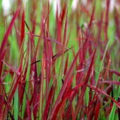 Japansk Blodgræs 'Red Baron' Imperata Cylindrica 'Red Baron' 1 Liter Potte -Osmo Salgsbutik p3100 50907 imperata cylindrica red baron 5e24