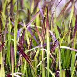 Japansk Blodgræs 'Red Baron' Imperata Cylindrica 'Red Baron' 1 Liter Potte -Osmo Salgsbutik p3100 50908 imperata cylindrica red baron 8189