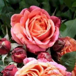 'Mary Ann'® Rosa X 'Mary Ann'® (Storblomstrende) A-Kvalitet,- Barrods Roser Min. 3 Grene