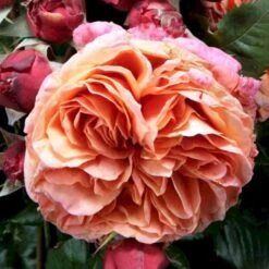 'Mary Ann'® Rosa X 'Mary Ann'® (Storblomstrende) A-Kvalitet,- Barrods Roser Min. 3 Grene -Osmo Salgsbutik p31018 53340 rosa x mary ann storblomstrende c8b0