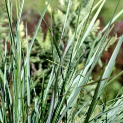 Mørk Blåaks Sesleria Heufleriana 10 Cm. Potte -Osmo Salgsbutik p3103 50921 sesleria heufleriana a7da