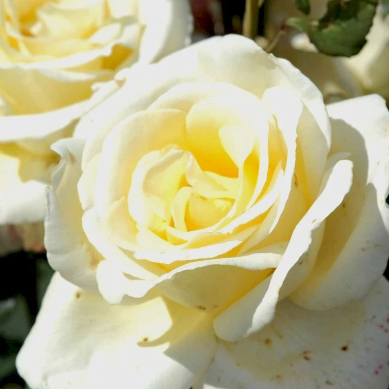 'Peaudouce' Rosa X 'Peaudouce' (Storblomstrende) A-Kvalitet,- Barrods Roser Min. 3 Grene 1 'Peaudouce' Rosa X 'Peaudouce' (Storblomstrende) A-Kvalitet,- Barrods Roser Min. 3 Grene