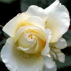 'Peaudouce' Rosa X 'Peaudouce' (Storblomstrende) A-Kvalitet,- Barrods Roser Min. 3 Grene 5 'Peaudouce' Rosa X 'Peaudouce' (Storblomstrende) A-Kvalitet,- Barrods Roser Min. 3 Grene -Osmo Salgsbutik p31045 53282 rosa x peaudouce storblomstrende f8c4