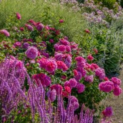 'Princess Anne'™ Rosa X 'Princess Anne'™ (Engelsk Rose) A-Kvalitet,- Barrods Roser Min. 3 Grene 10 'Princess Anne'™ Rosa X 'Princess Anne'™ (Engelsk Rose) A-Kvalitet,- Barrods Roser Min. 3 Grene -Osmo Salgsbutik p31057 53096 rosa x princess anne engelsk rose f2ee