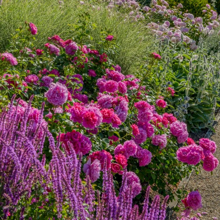 'Princess Anne'™ Rosa X 'Princess Anne'™ (Engelsk Rose) A-Kvalitet,- Barrods Roser Min. 3 Grene 3 'Princess Anne'™ Rosa X 'Princess Anne'™ (Engelsk Rose) A-Kvalitet,- Barrods Roser Min. 3 Grene - Billede 3